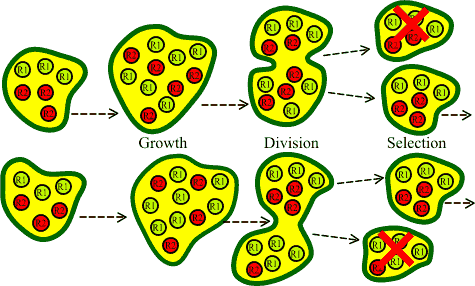 Stochaistic Corrector